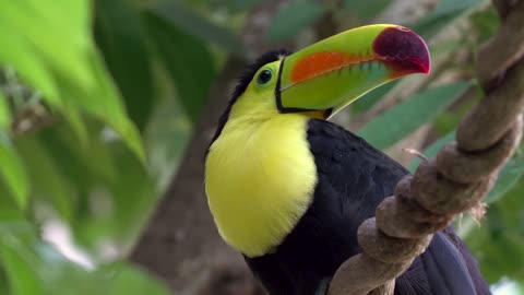 Brazilian Fauna - Toucan