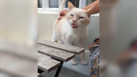 Funny Cat Videos That Will Make You Laugh 🤣