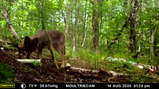 Coyote at the spring