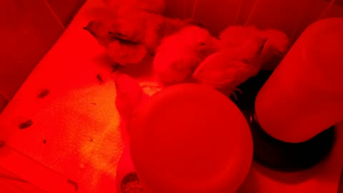 Another Batch of Baby Chicks