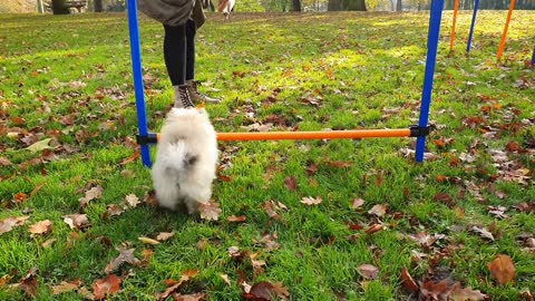 Pomeranian Puppy Agility Training for Dogs!