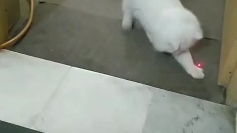 Cat wounderful action