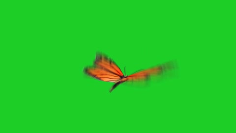 butterflies fluttering on green screen video keying