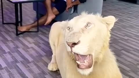 Lion 🦁 king 👑 Jungle Raja Sher Life Style with Dubai 🇦🇪 king 👑