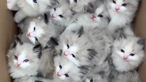 Cute kitty 😍🥰