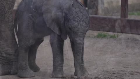 Baby African elephant born at Dallas Zoo