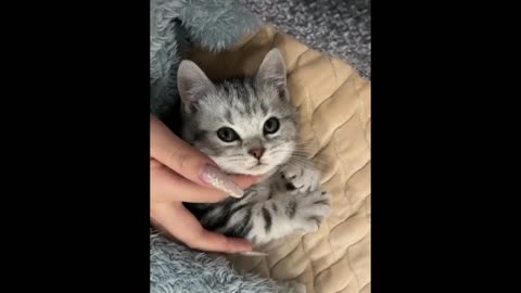 gentle kitten