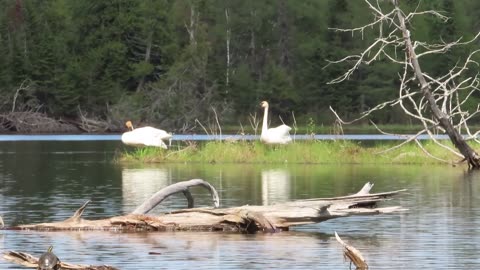 Trumpeter Swans