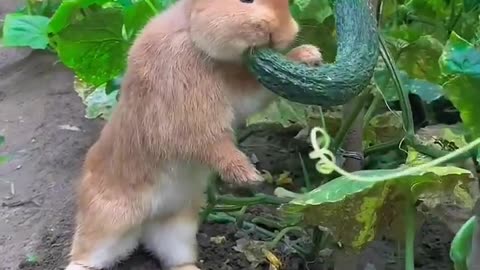 The Little Rabbit 🐇 Secretly Eats The Cucumber In The Vegetables Garden..