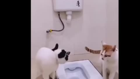 New Funny Animals 😂 Funniest Cats and Dogs Videos 😺🐶