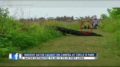 Huge Alligator Caught In Eyes - Florida