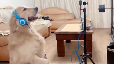 A gold that loves to sing#JustDanceMoves #tiktokwellness #tiktot #foryou #pet #dog #cute #pets
