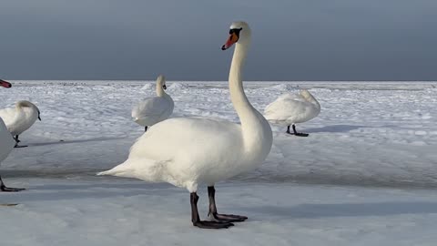 Graceful and Strong: DISCOVERING THE FASCINATING WORLD OF SWANS