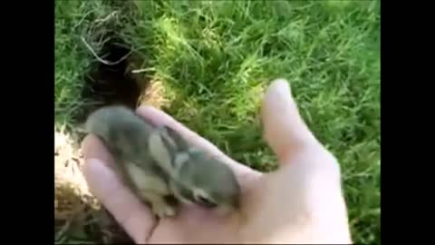 CUTEST Bunny Compilation