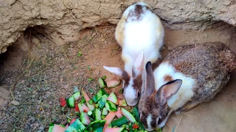 White Rabbits: Cute Bunnies Playing,Eating Grass,and Making Funny Rabbit Sounds,Bunnies Eating