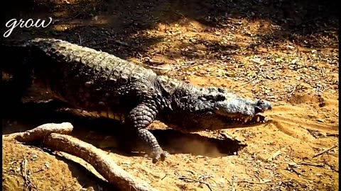 Watch a giant saltwater crocodile eat itself