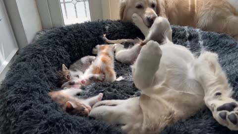 Golden Retriever Reacts to Tiny Kittens and Puppy that Occupying his Bed