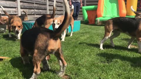 Crying Beagle Puppy in the POOL