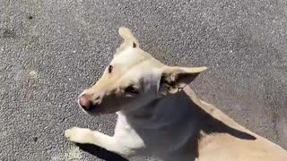 making a stray dog happy