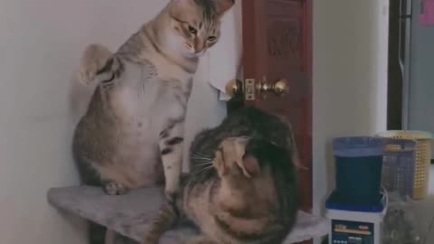 funny cats video (cat fight)🐹