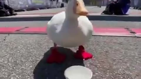 And the winner is the duck #shorts #viral #shortsvideo #video