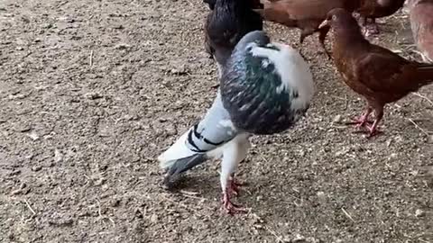 Pigeon Puffs Himself Up