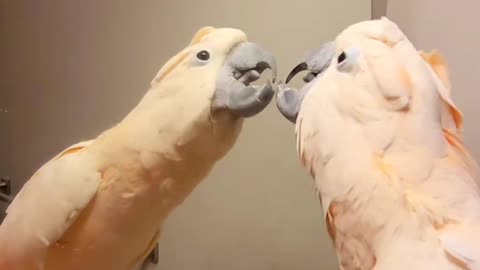 Mirror friend Funny parrot |cockatiel parrot | Funny birds | Funny animals