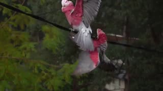 Galah (Eolophus roseicapilla)🐦🦜🕊️🎵❤️