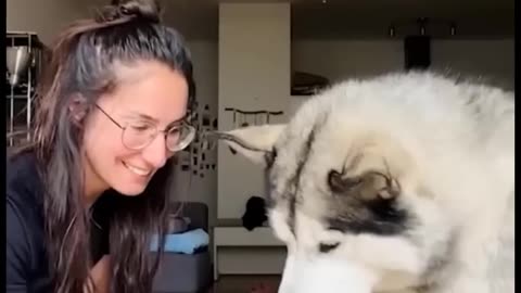 Funniest Animals Videos 2024 🐧 - Try Not To Laugh Dogs And Cats 😁 #9