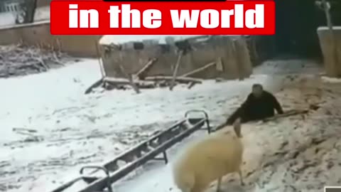 The most dangerous sheep in the world