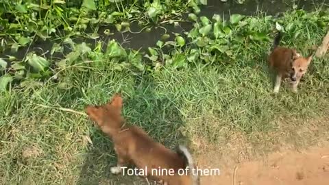 Street Dogs Chase Lady With Children - A boy Protected Him Self - Video Animal Blog