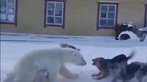 A wonderful video of dogs and bears.