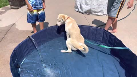 Dog pees in the pool