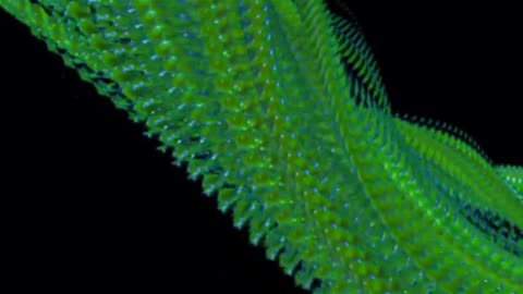 "Serpent Secrets: An Overview of Snakes"