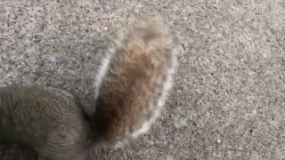 Feeding Squirrels at Penn State