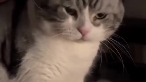 Best catvideo