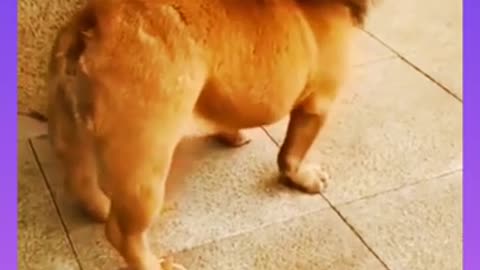 FUnny DOgs Video