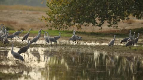 Sandhill cranes in Merced NWR - california