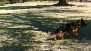 German Shepherds Playing at the River Property