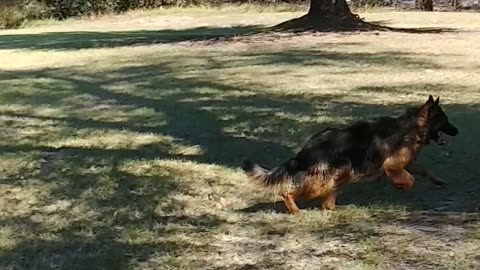 German Shepherds Playing at the River Property