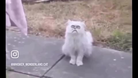 mom there's a weird cat out side | cant stop laughing HAHAHAHA