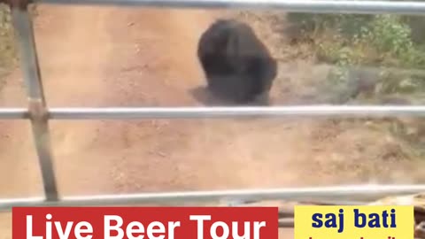 Live Beer Tour in nandan kan zoo orissa