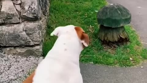 My dog is in love with the postman