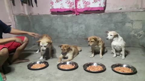 Cute Pups Say Grace Before Their Meal