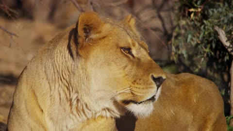 Close Up Of A Lioness Staring To The Right Of The Scene And Then Turning Her Head
