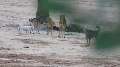 Great Time For Black Labrador Retriever Vs German Shepherd Dog