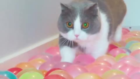 Cats try walking on ball pit floor!