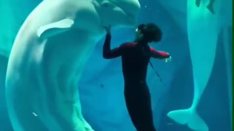 play with beluga whale🥰