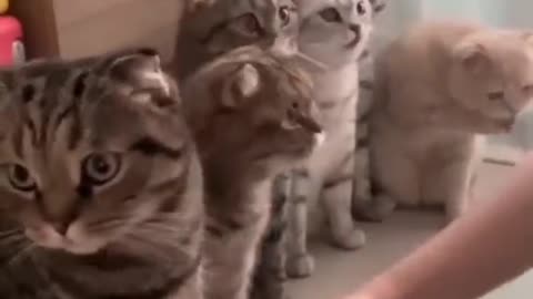 Cute & beautiful cats wants to shake hand one by one.