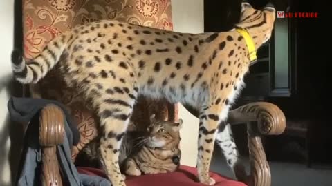 These are the 3 biggest cats in the world, some are up to 1 meter long!!!